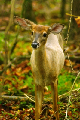 Deer1